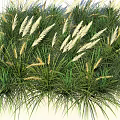 Lush Green Garden Grasses Featuring White Feathery Plumes And Long Leaves