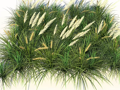 Lush Green Garden Grasses Featuring White Feathery Plumes And Long Leaves 3d model