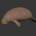 Gentle Pink Manatee A Unique Aquatic Animal With Soft Skin And Marine Habitat