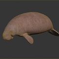 Manatee Beautiful Manatee Sea Animal Fish Freshwater Fish Sea Fish Animal Game Animal Cartoon Animal 3d model