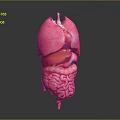 Detailed 3D Anatomical Model of Abdominal Organs With Pink Intestines Orange Liver And Stomach Structures