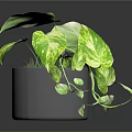 Lush Indoor Variegated Pothos Plant In Gray Pot With Green Yellow Leaves