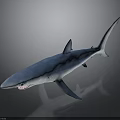 Blue Shark With Shiny Body Swimming In Dark Background With Reflection