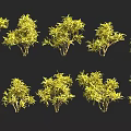 Different Yellow Leafy Shrubs With Green Foliage Arranged On Black Background 3d model