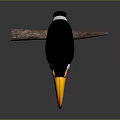 Vibrant Toucan with Yellow Orange Beak Black Body and White Throat Perched on Wooden Branch