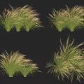 Ornamental Grass With Feathery Golden Plumes And Green Foliage For Garden Landscape