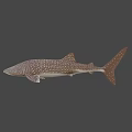 Whale Shark Swimming In Blue Ocean Water With White Spots On Body
