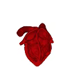 Detailed Human Heart Anatomical Model Showing Internal Structure And 3D Rendering For Medical Education
