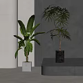 Bonsai Potted Plants With Different Green Leaves In Decorative Pots Indoor Platform Grey Wall