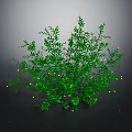 Green Lush Plant With Abundant Green Leaves And Small Yellow Flowers On Dark Background