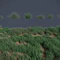Lush Green Herbs And Bushes Growing Naturally On Ground With Dense Coverage And Different Sizes