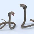 Two Brown Reptile Snakes With Hooded Necks Open Mouths And Coiled Bodies