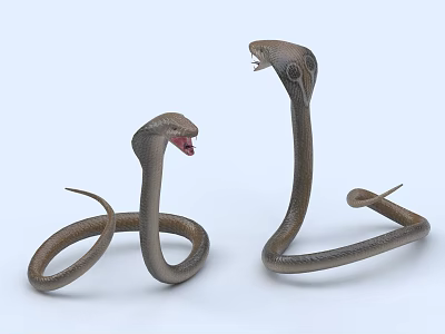 Two Brown Reptile Snakes With Hooded Necks Open Mouths And Coiled Bodies 3d model