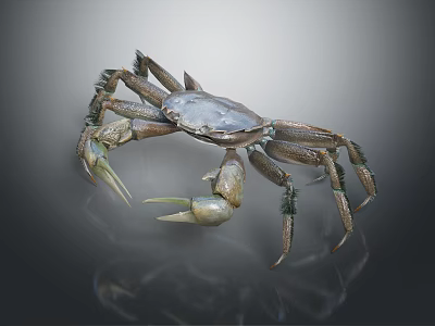 Brown Crab With Long Legs And Large Claws On Transparent Surface With Reflection 3d model
