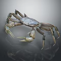 Brown Crab With Long Legs And Large Claws On Transparent Surface With Reflection 3d model