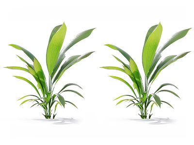 Two Green Indoor Plants Featuring Large Fresh Leaves For Home Decoration 3d model