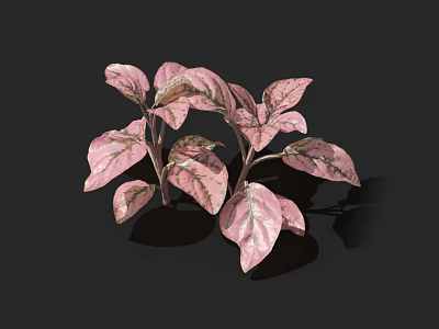 Bonsai Potted Plant With Pink Variegated Leaves On Black Background 3d model