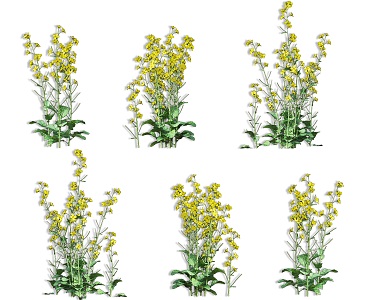 rape flower rapeseed crop plant rapeseed cauliflower economic crop rape flower shrub green plant combination 3d model