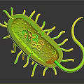 3D Model of Bacteria Showing Organ Like Structures And Hair Like Appendages