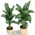 Lush Green Large Leaf Potted Plant In Woven Basket For Indoor Decoration