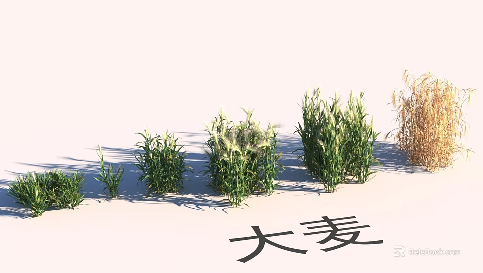 Natural Garden Landscape Design Featuring Barley And Diverse Herbaceous Plants 3d model 