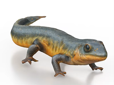 Vibrant Reptile Salamander With Dark Blue And Yellow Body Tail On White Background 3d model