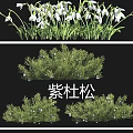 Colorful Garden Flowers Including Chrysanthemum Snowdrop Tulip And Purple Juniper
