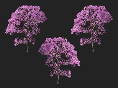Three Blooming Arbor Trees With Purple Flowers On Black Background 3d model