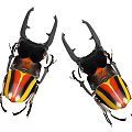 Stag Beetles with Large Black Horns Red Yellow Black Striped Bodies on White Background
