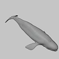 Realistic White Whale 3D Model With Smooth Surface On Black Background