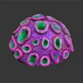 Vibrant Purple And Green Coral Hemispherical Shape With Textured Pores On Black Background