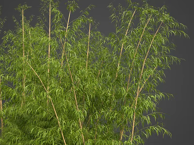 Tree House In Lush Bamboo Forest With Natural Greenery And Wooden Structure Design 3d model