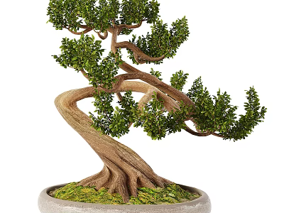 Elegant Bonsai Tree With Curved Trunk Lush Green Foliage And Mossy Pot 3d model