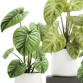 Stylish Indoor Garden Decor With Variegated Leafy Plants In White Ceramic Pots
