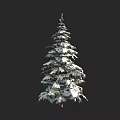 Tall Evergreen Pine Tree With Snow Covered Branches And Lush Foliage