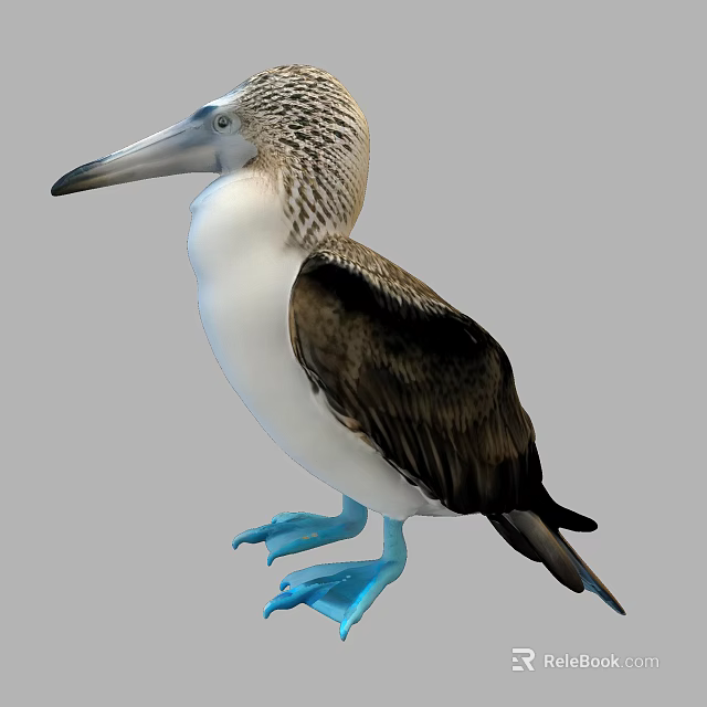 Blue Footed Booby A Flying Bird With Blue Feet And Brown White Plumage 3d model 