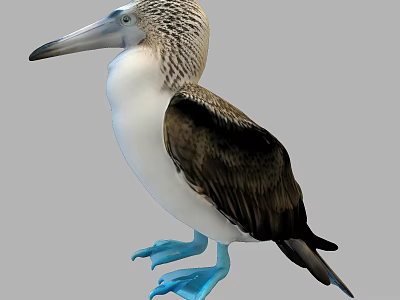 Blue Footed Booby A Flying Bird With Blue Feet And Brown White Plumage 3d model