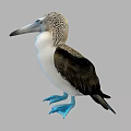 Blue Footed Booby A Flying Bird With Blue Feet And Brown White Plumage