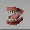 Oral Organs Detailed View Of Open Mouth With White Teeth Pink Tongue And Gums