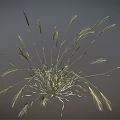 Wild Grass Plant With Long Slender Stems And Green Leafy Blades