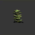 Succulent Plant With Stacked Green Leaves Red Edges In Black Pot Against Dark Background