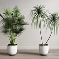 Indoor Potted Fan Palm And Dracaena Plants In White Ceramic Pots With Light Wall Background