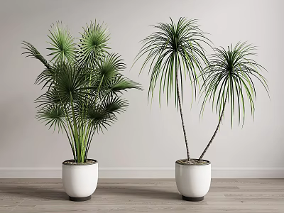 Indoor Potted Fan Palm And Dracaena Plants In White Ceramic Pots With Light Wall Background 3d model