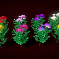 Vibrant Colorful Blooming Chrysanthemums With Lush Green Leaves On Dark Background