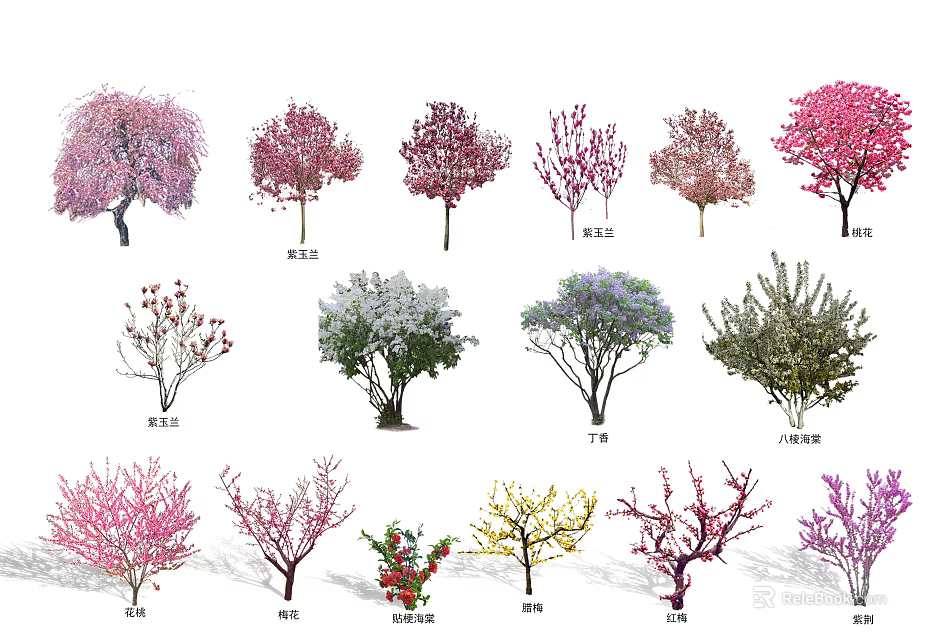 Diverse Arbor Trees With Colorful Blossoms And Various Species For Landscaping 3d model 