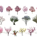 Diverse Arbor Trees With Colorful Blossoms And Various Species For Landscaping