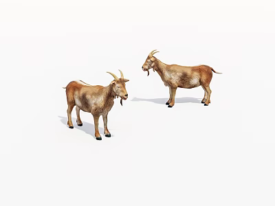 Two Brown Goats Standing Side By Side With Horns On White Background 3d model