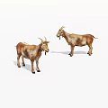 Two Brown Goats Standing Side By Side With Horns On White Background 3d model