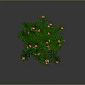 Green Plant With Slender Green Leaves And Pink Flowers On Gray Background