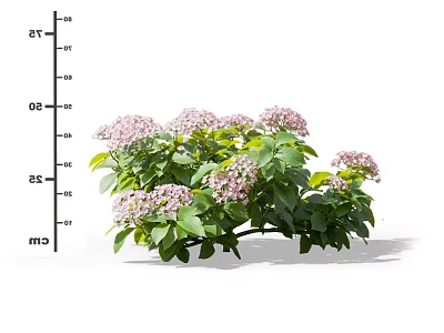 Beautiful Pink Hydrangeas With Fresh Green Leaves In Garden 3d model
